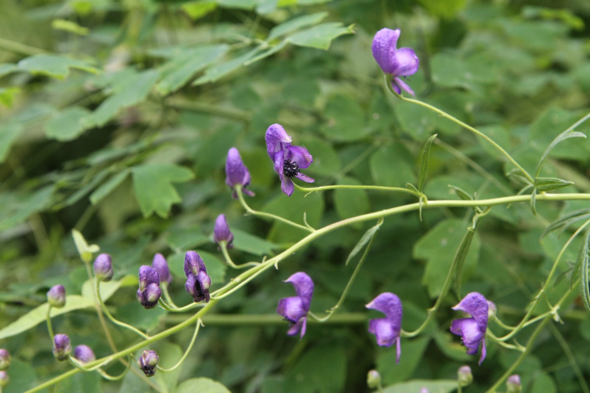 Изображение особи Aconitum baicalense.