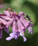 Salvia verticillata. Верхушка соцветия с самцом осы Alastor mocsaryi, прогрызающим отверстия в чашечках цветков, и муравьем. Крым, гора Чатырдаг, южный склон, лугово-степная поляна. 30 июля 2020 г.