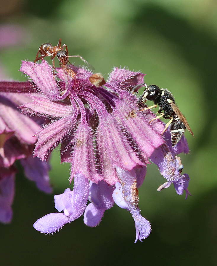 Image of Salvia verticillata specimen.