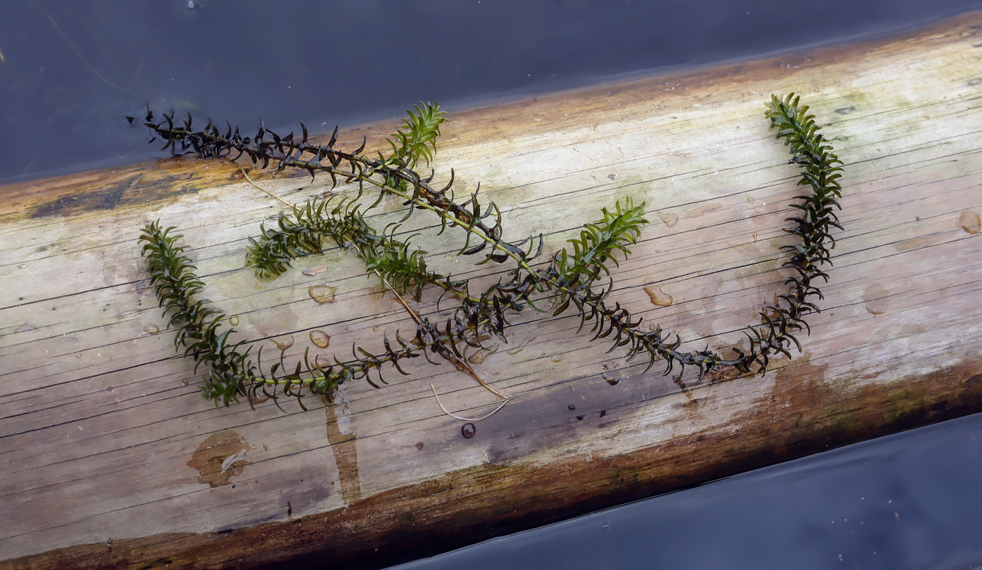 Изображение особи Elodea canadensis.