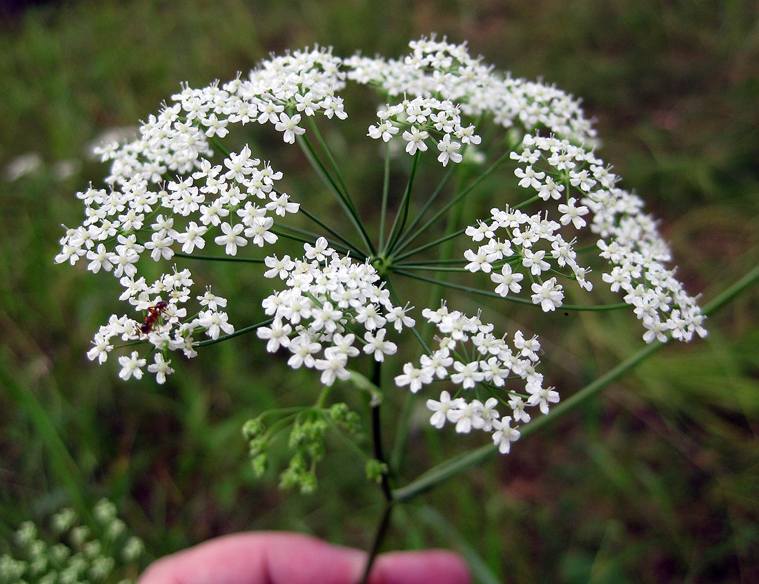 Image of Pimpinella saxifraga specimen.