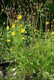 Coreopsis grandiflora