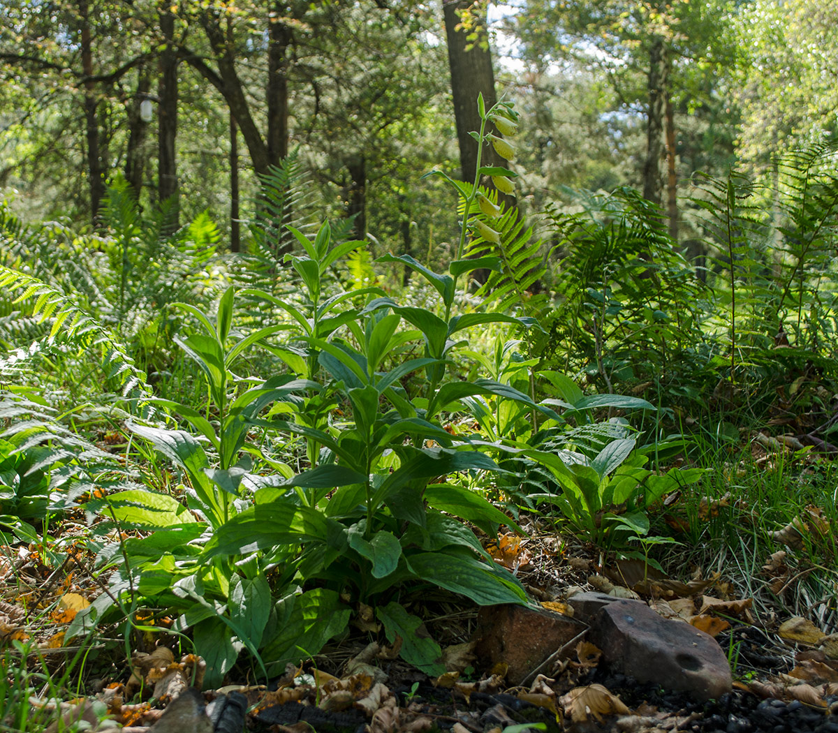 Image of Digitalis grandiflora specimen.