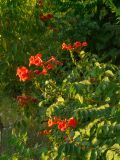 Campsis radicans