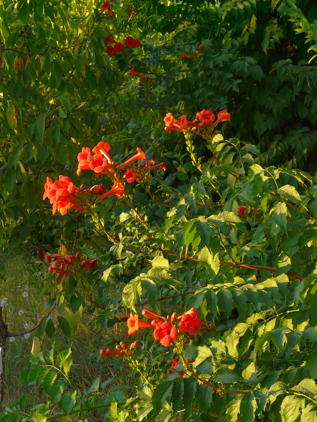 Image of Campsis radicans specimen.