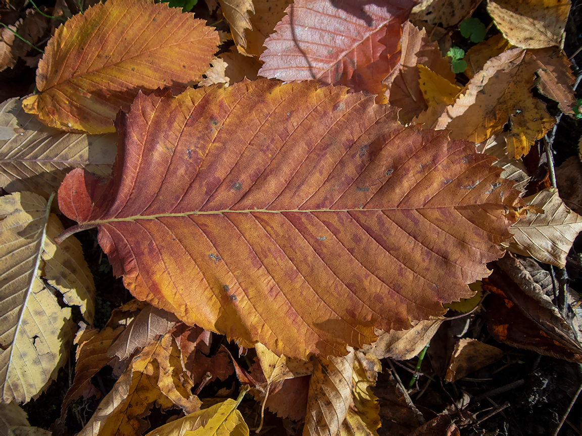 Изображение особи Ulmus laevis.