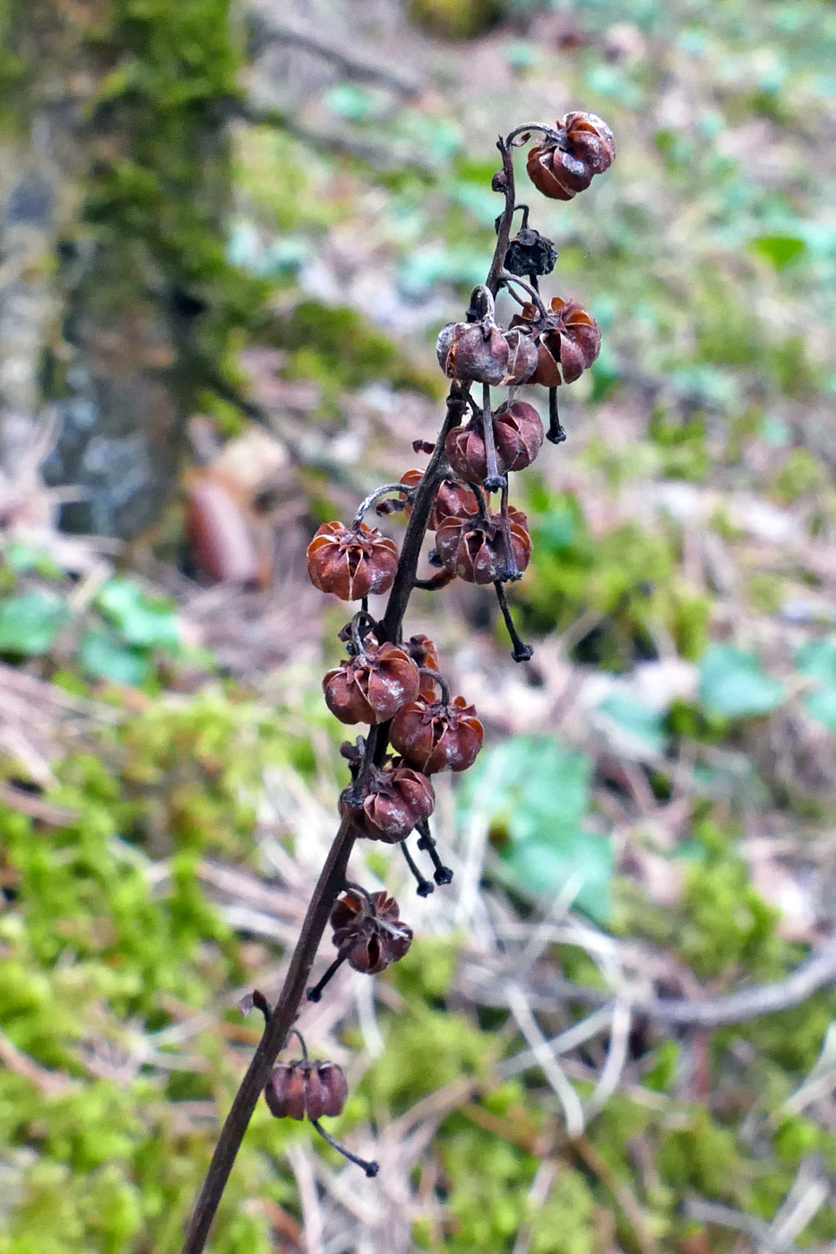 Изображение особи Orthilia secunda.