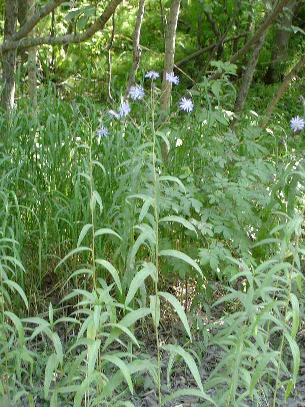 Изображение особи Lactuca sibirica.