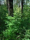 genus Thalictrum. Плодоносящее растение. Иркутская обл., Иркутский р-н, ур. Падь Еловая, смешанный лес. 20.07.2020.