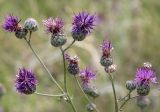 Centaurea scabiosa