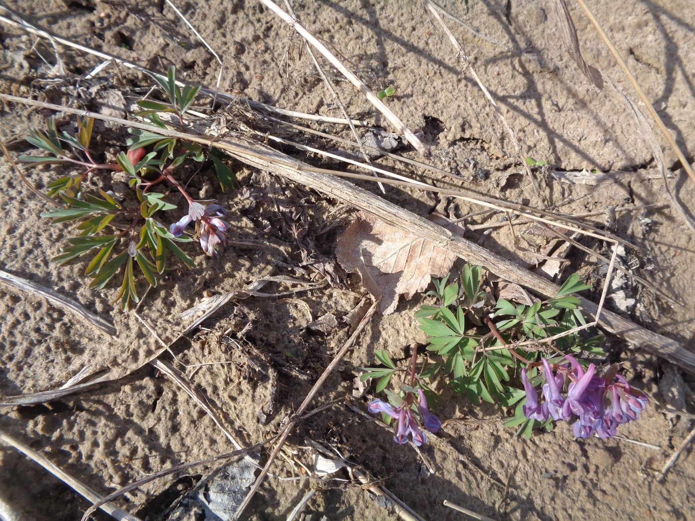 Image of Corydalis solida specimen.