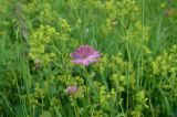 Astrantia maxima