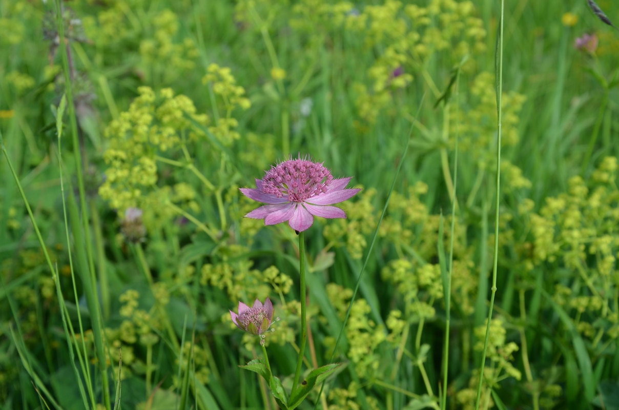 Изображение особи Astrantia maxima.