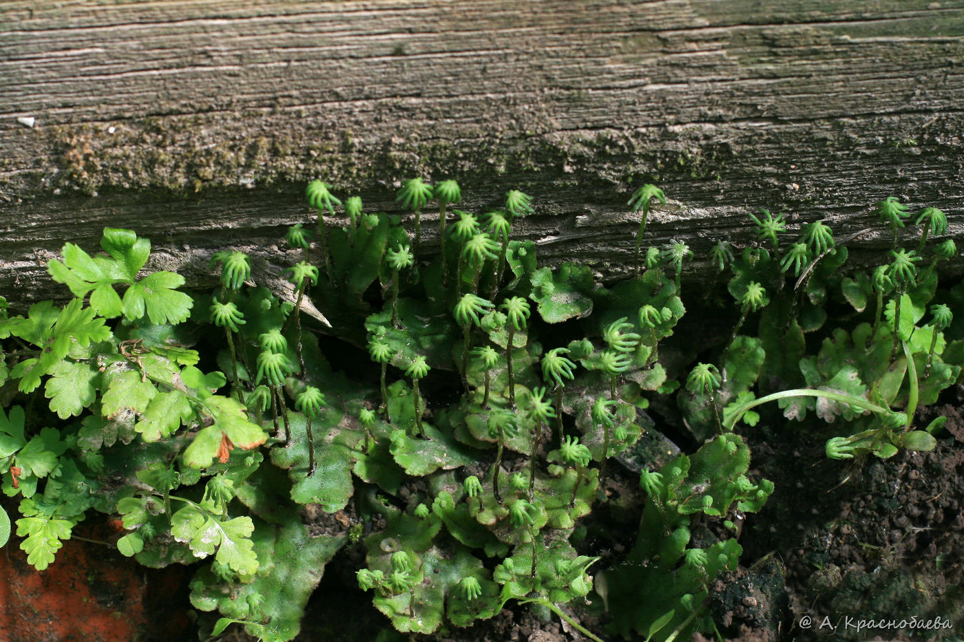 Изображение особи род Marchantia.