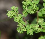 Euphorbia peplus