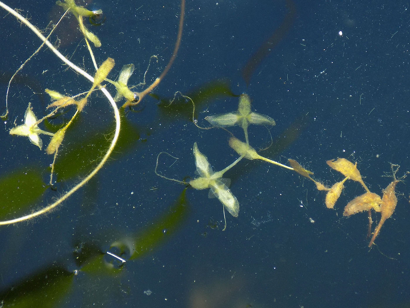 Image of Lemna trisulca specimen.