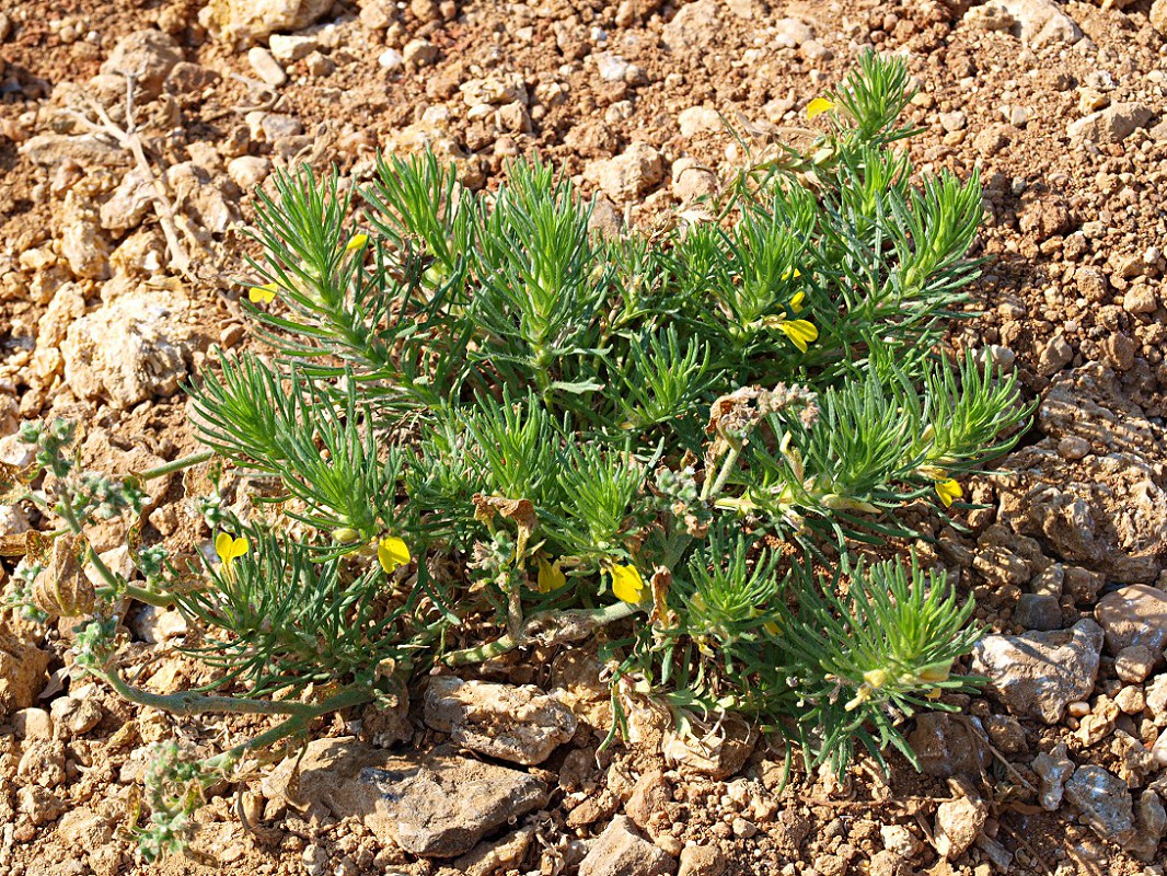 Image of Ajuga chia specimen.