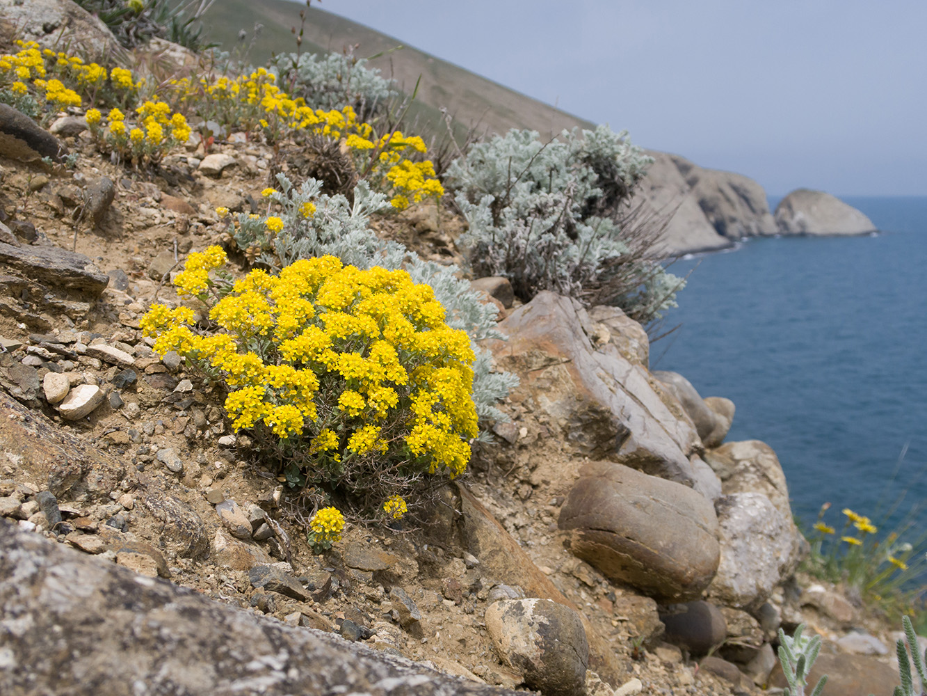 Изображение особи Odontarrhena obtusifolia.