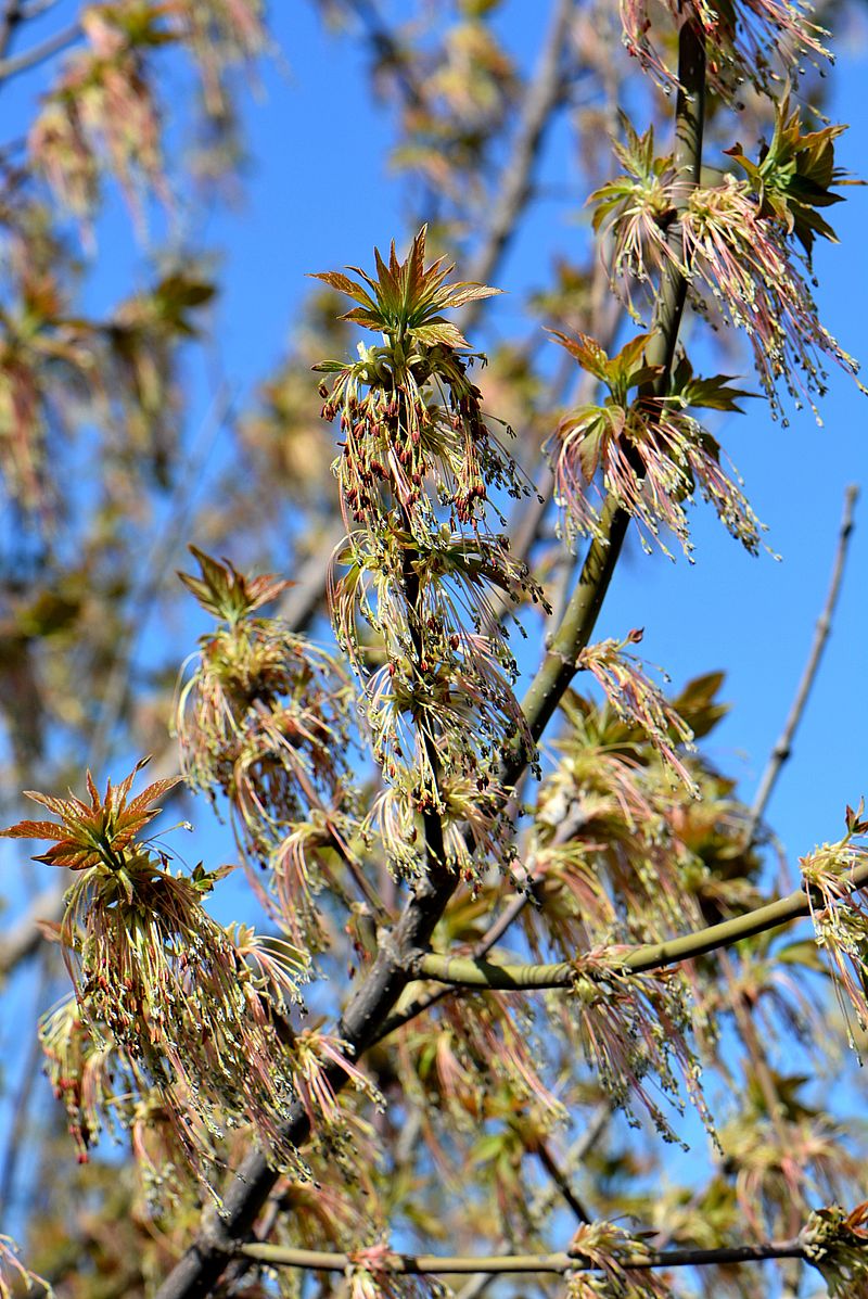 Image of Acer negundo specimen.