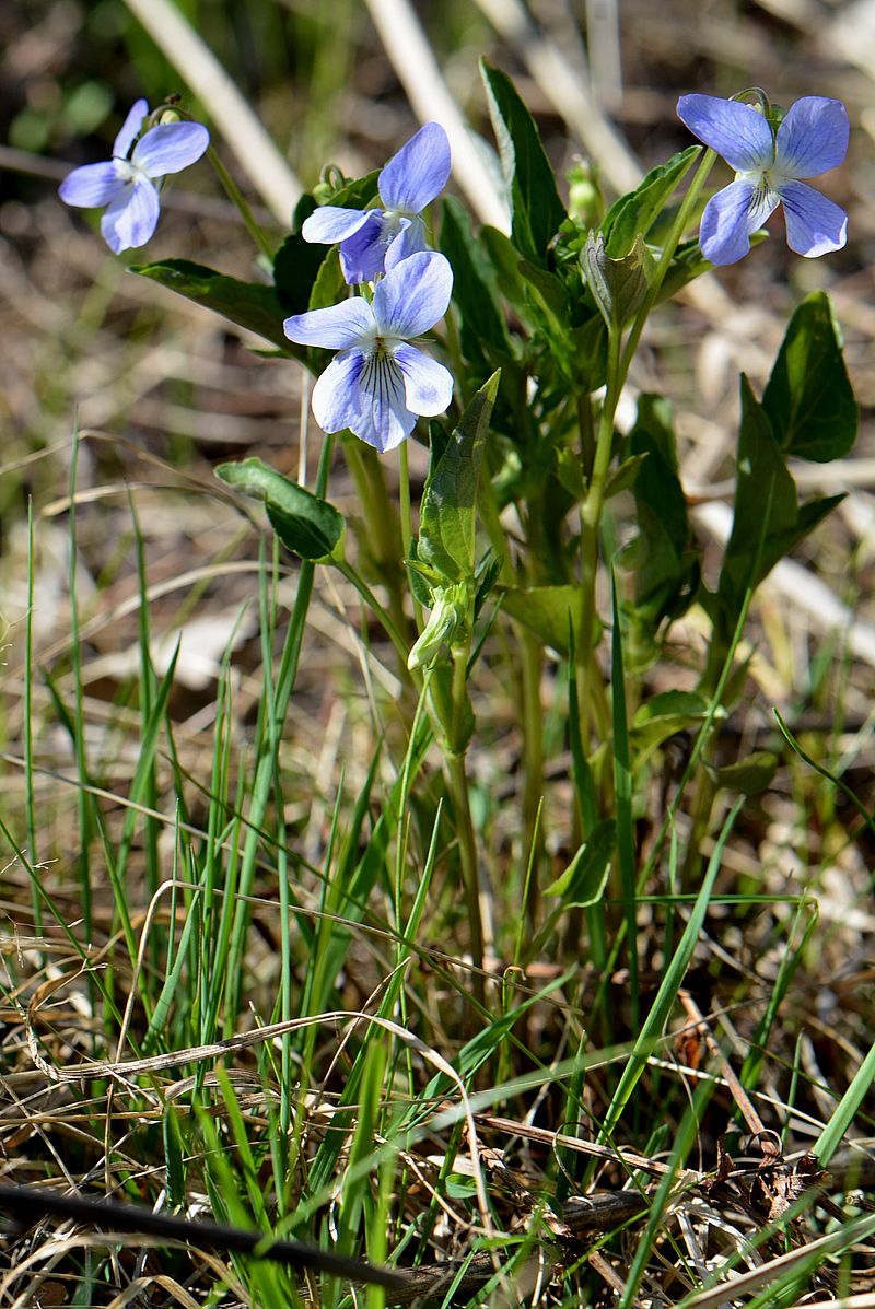 Image of Viola canina specimen.