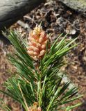 Pinus sylvestris