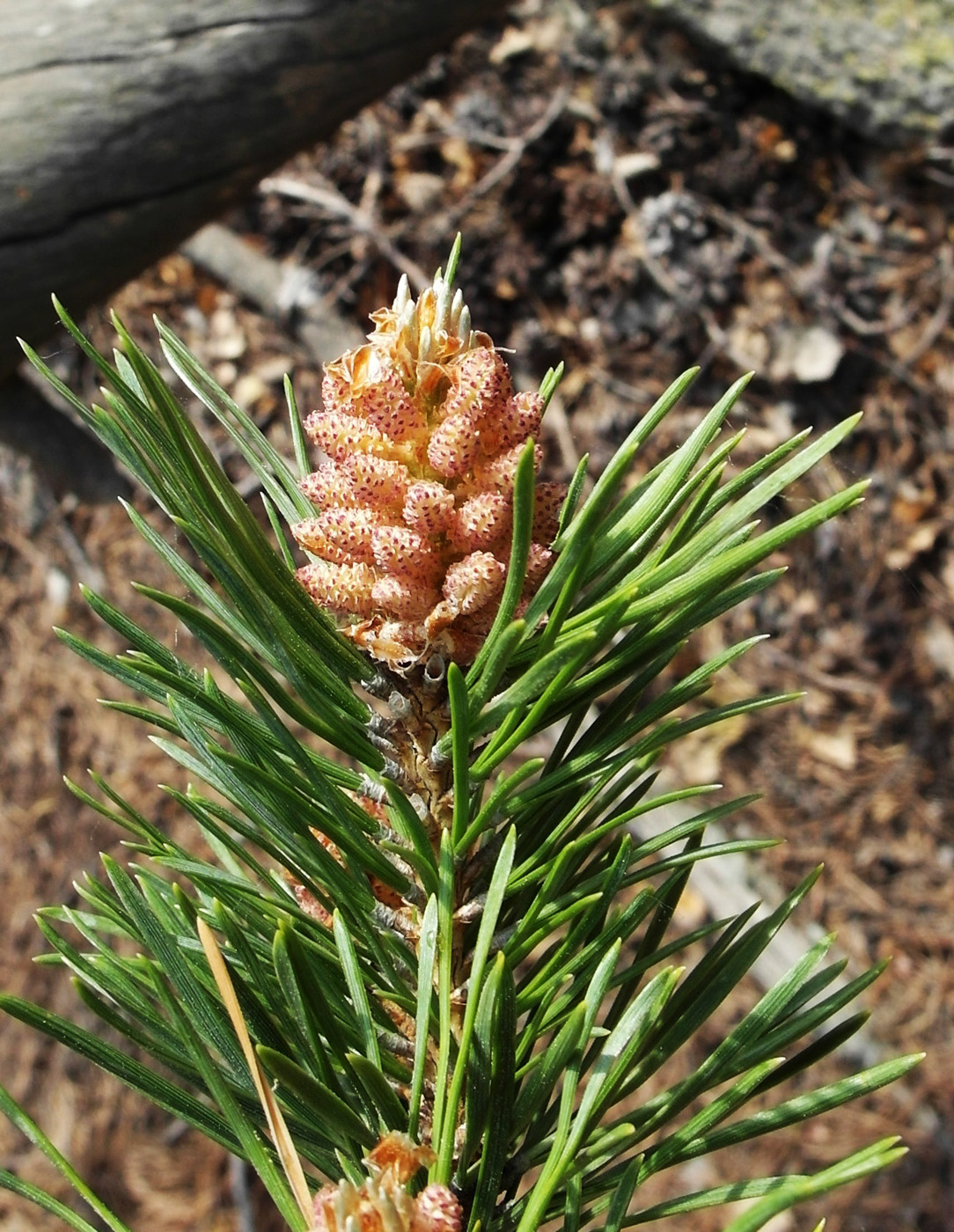 Изображение особи Pinus sylvestris.