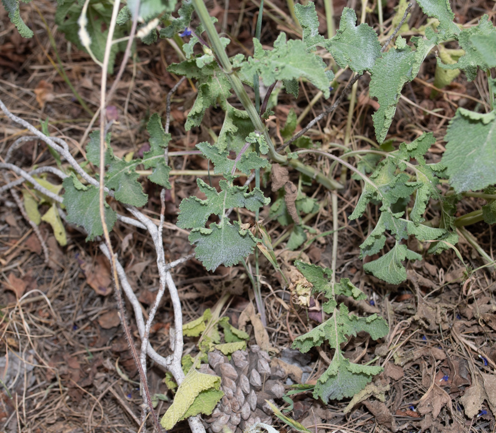 Image of Salvia judaica specimen.