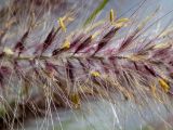 Pennisetum setaceum