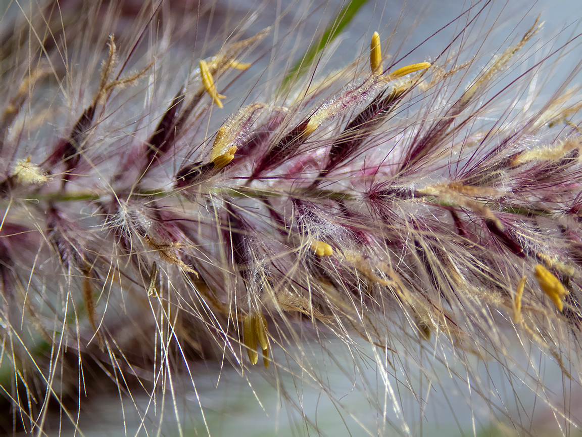 Изображение особи Pennisetum setaceum.