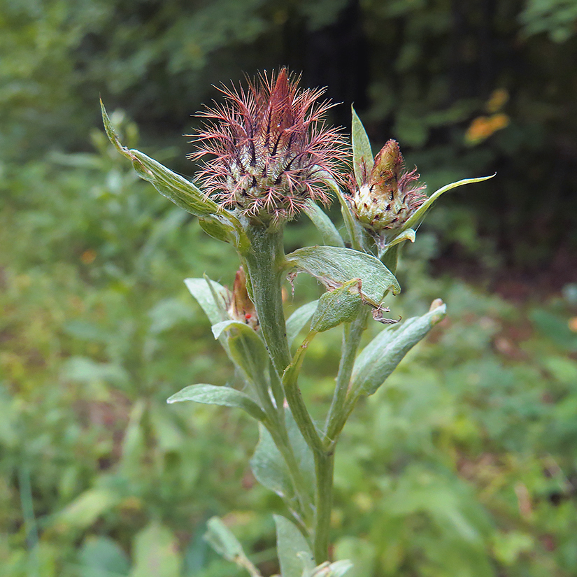 Image of Centaurea pseudophrygia specimen.