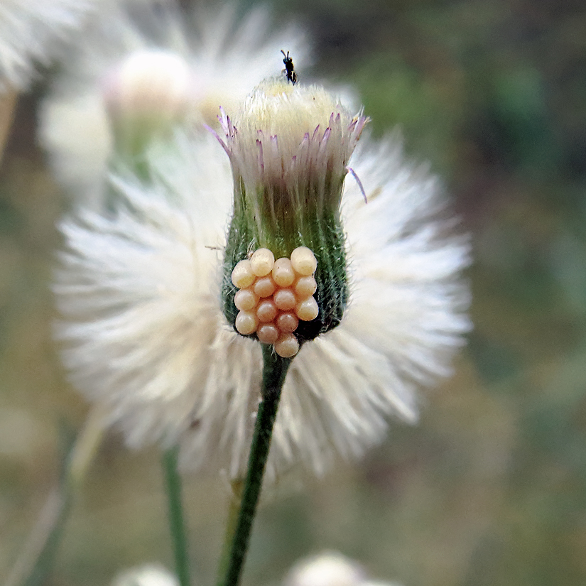 Image of Erigeron acris specimen.