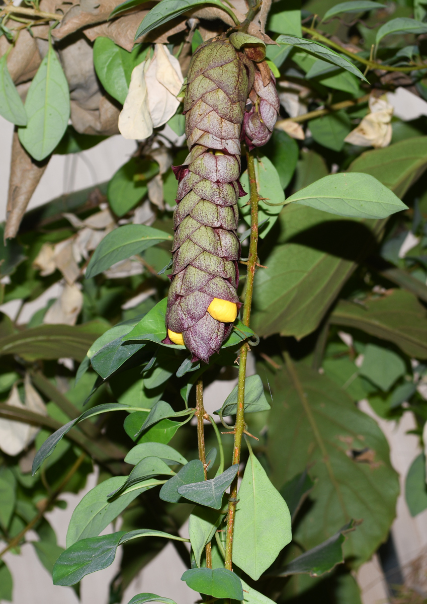 Изображение особи Gmelina philippensis.