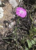 Dianthus caucaseus. Цветущее растение. Карачаево-Черкесия, Малокарачаевский р-н, долина р. Хасаут, около 1800 м н.у.м., скальный выход в субальпийском поясе. 09.07.2021.