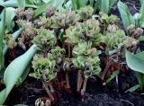 Paeonia daurica