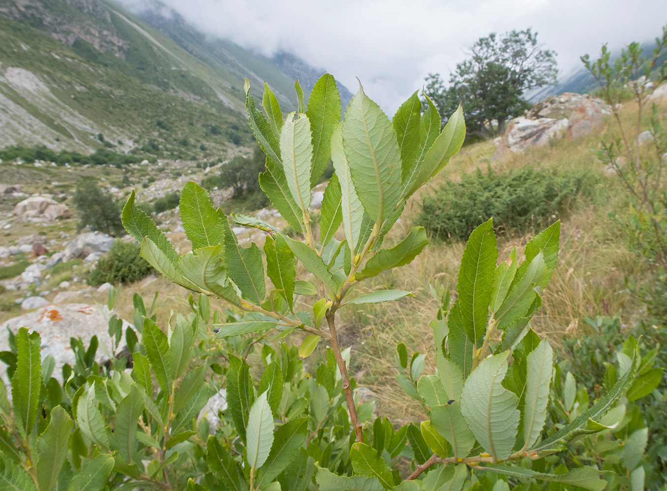 Image of Salix cinerea specimen.