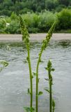 Verbascum nigrum. Верхушки побегов с развивающимися соцветиями. Свердловская обл., Красноуфимский округ, Усть-Машский сельский совет, окр. дер. Русский Усть-Маш, обрывистый берег р. Уфа. 13 июня 2021 г.