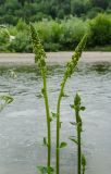 Verbascum nigrum