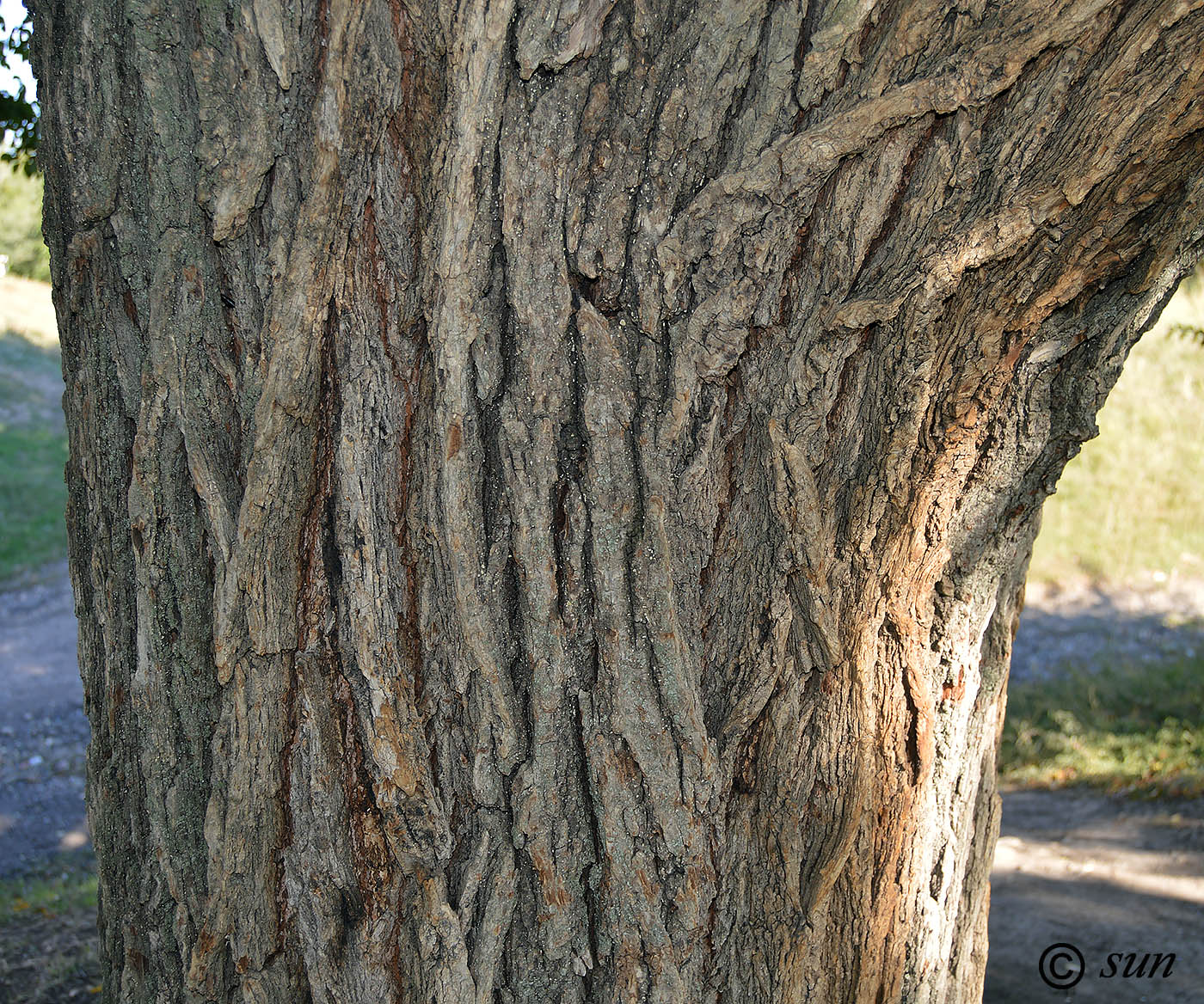 Image of Ulmus pumila specimen.