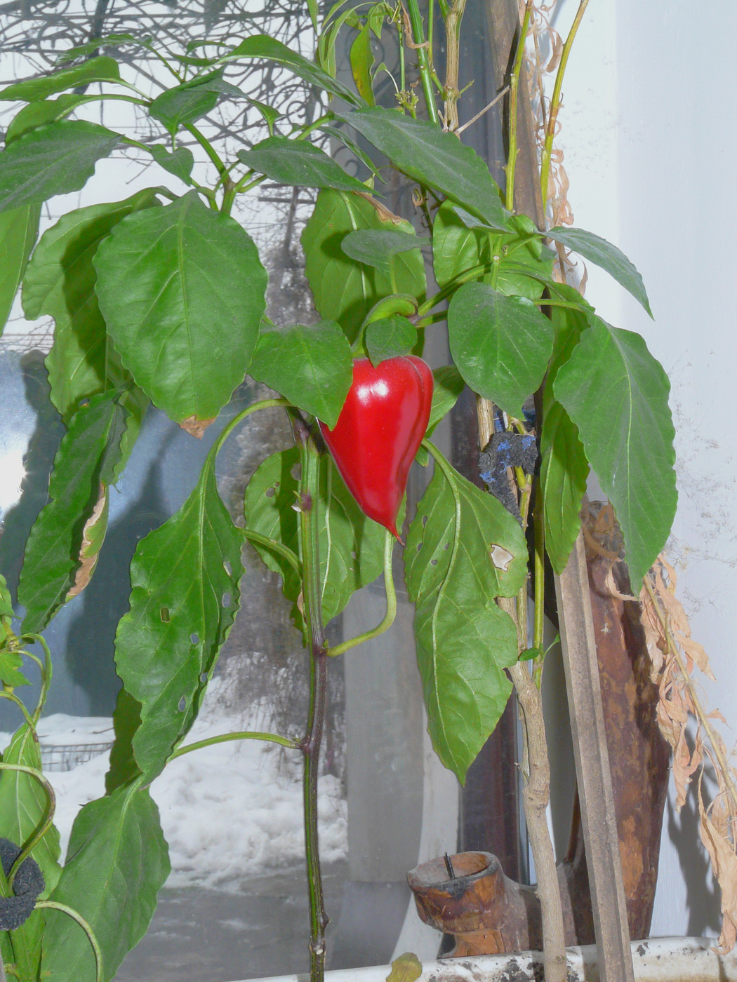 Изображение особи Capsicum annuum.