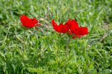 Anemone coronaria. Верхушка побегов с цветками. Израиль, национальный парк \"Бейт Гуврин\". 17.02.2020.