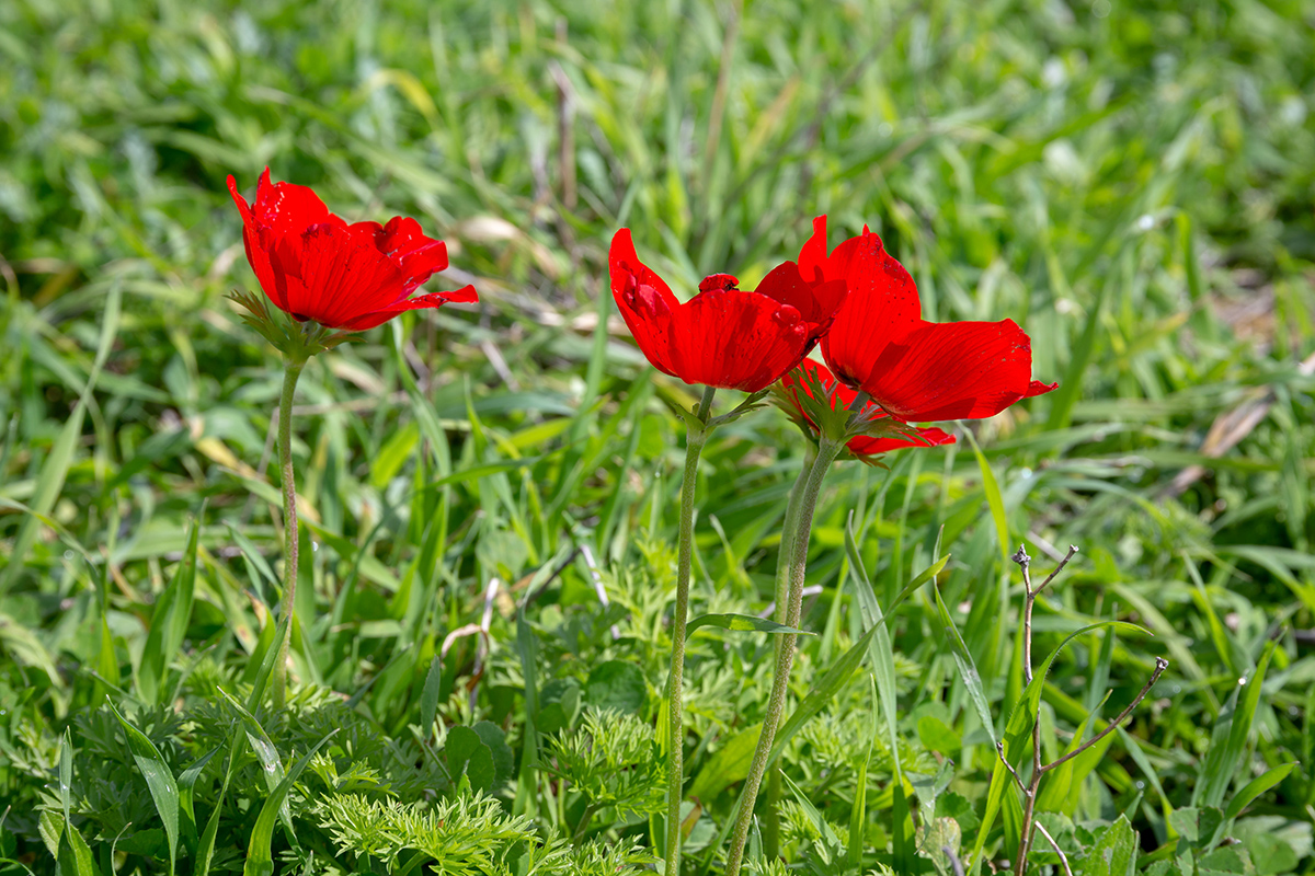 Изображение особи Anemone coronaria.