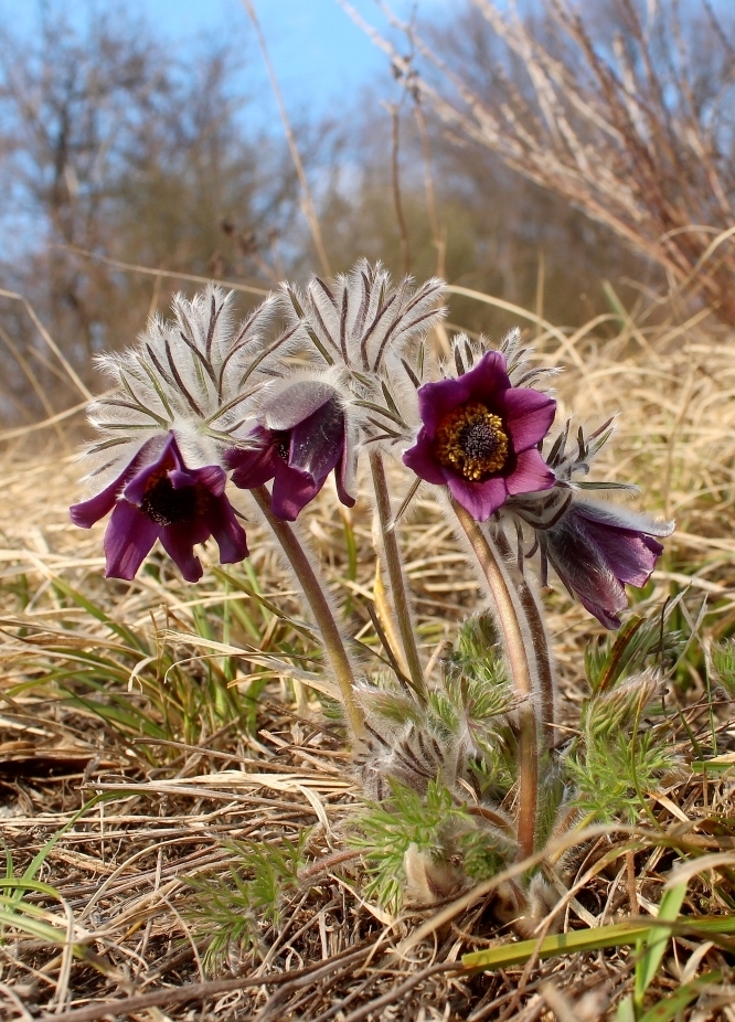 Image of Pulsatilla pratensis specimen.