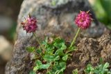 Trifolium raddeanum. Плодоносящее растение. Республика Северная Осетия-Алания, Ирафский р-н, Большой Кавказ, правый берег р. Даргонком, у начала морены ледника Донисарцете, ≈ 2640 м н.у.м., альпийский луг. 05.07.2021.