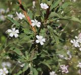 Gypsophila patrinii. Цветки. Республика Алтай, Онгудайский р-н, правый борт долины р. Чуя, окр. водопада Ширлак, травянистый склон. 1 августа 2020 г.