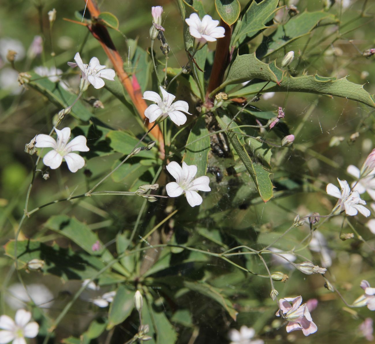 Image of Gypsophila patrinii specimen.