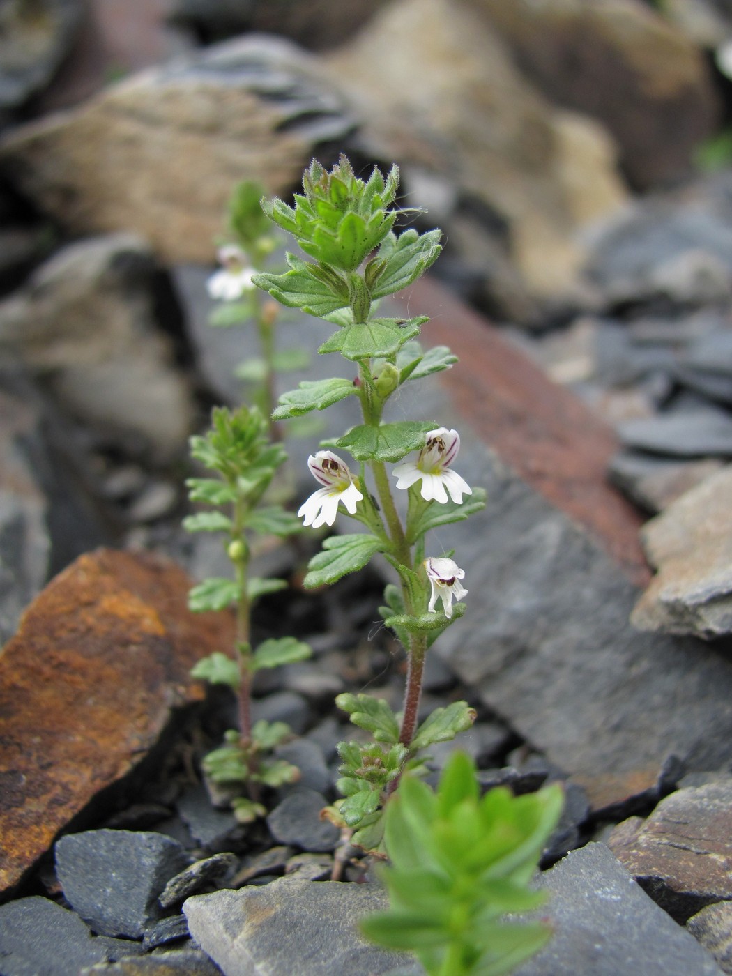 Image of Euphrasia ossica specimen.