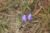 Campanula rotundifolia