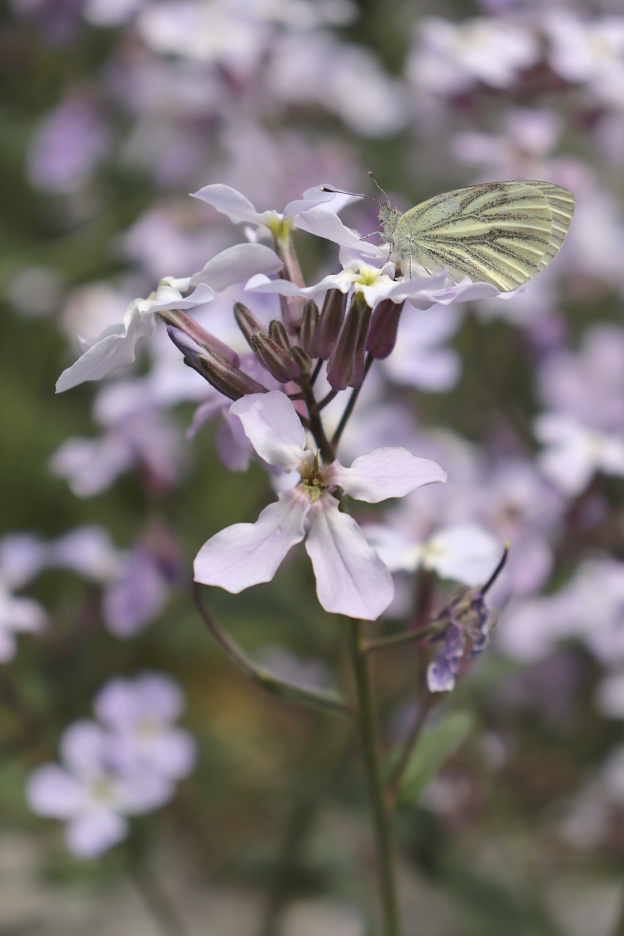 Изображение особи Hesperis steveniana.