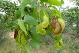 Colophospermum mopane