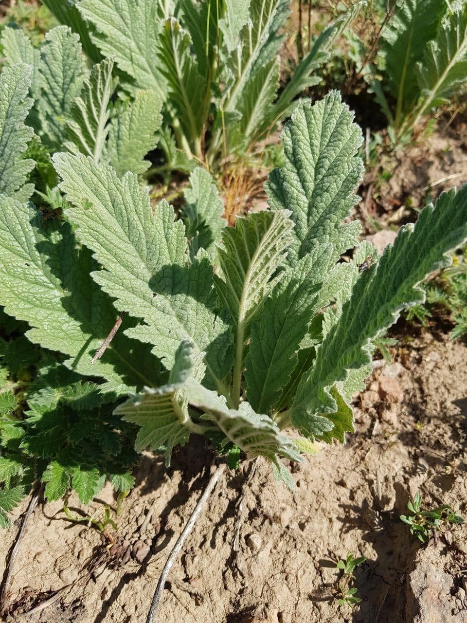 Image of Phlomoides fulgens specimen.